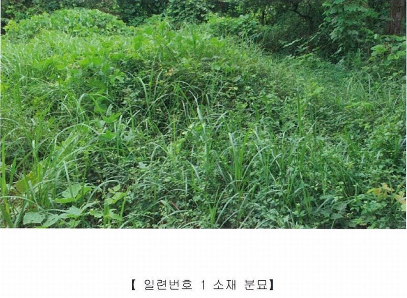 2022타경5329 전라남도 장성군 진원면 율곡리 산2-31 임야 경매 이미지