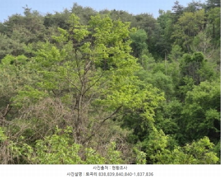 2025타경10228 경상북도 영양군 청기면 토곡리 838 임야 경매 이미지