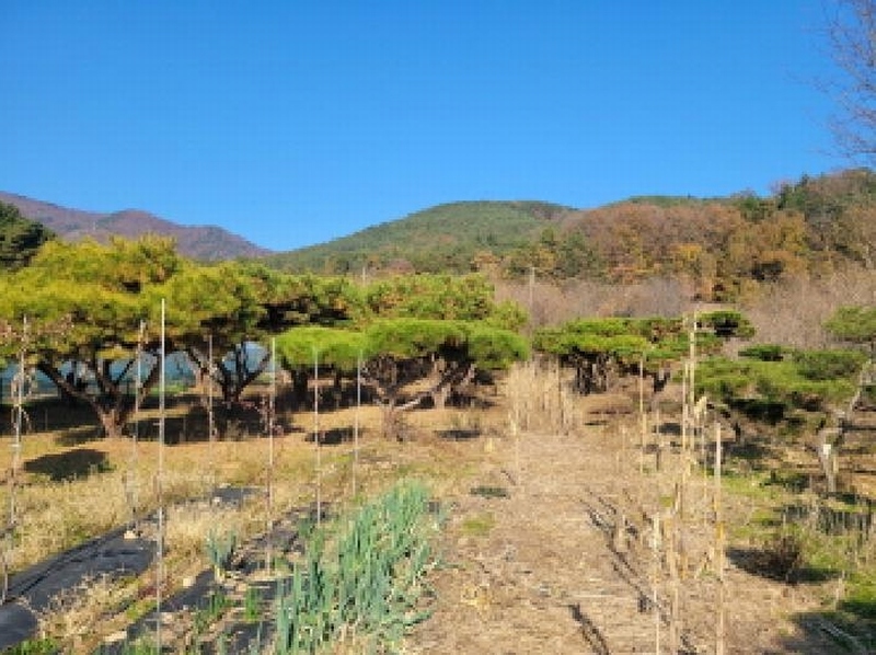 2025타경3477 대구광역시 달성군 가창면 행정리 883-6 과수원 경매 이미지