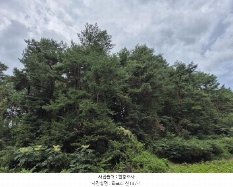 2025타경277 강원특별자치도 고성군 거진읍 화포리 산147-1 임야 경매 이미지