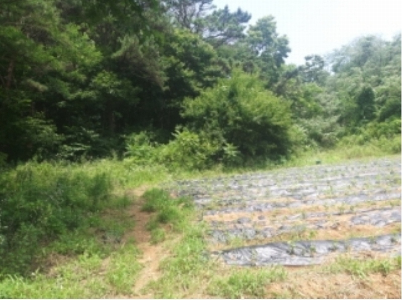 2025타경51357 충청남도 당진시 대덕동 649-3 임야 경매 이미지