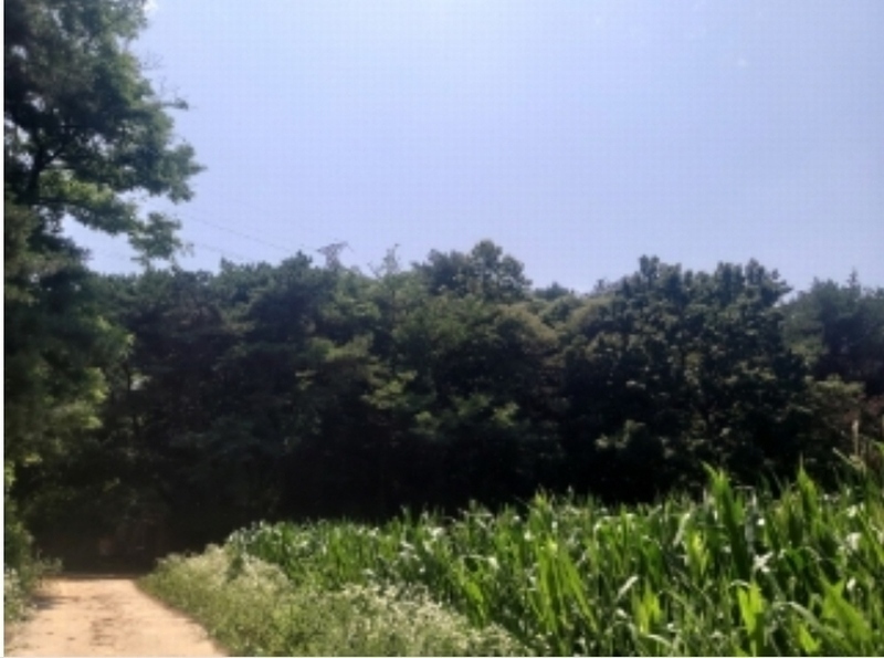2025타경51357 충청남도 당진시 대덕동 649-3 임야 경매 이미지