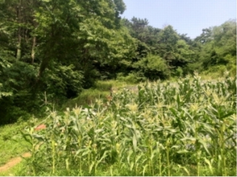 2025타경51357 충청남도 당진시 대덕동 649-3 임야 경매 이미지