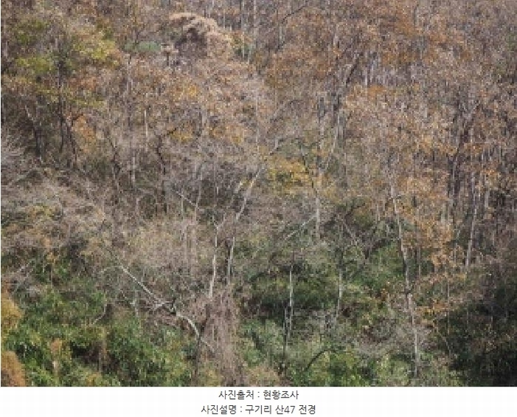 2025타경2168 경상남도 밀양시 청도면 구기리 산47 임야 경매 이미지