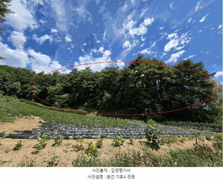 2025타경225 강원특별자치도 강릉시 유천동 산219 임야 경매 이미지