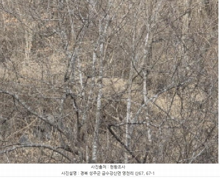 2025타경31983 경상북도 성주군 금수강산면 영천리 산67 임야 경매 이미지