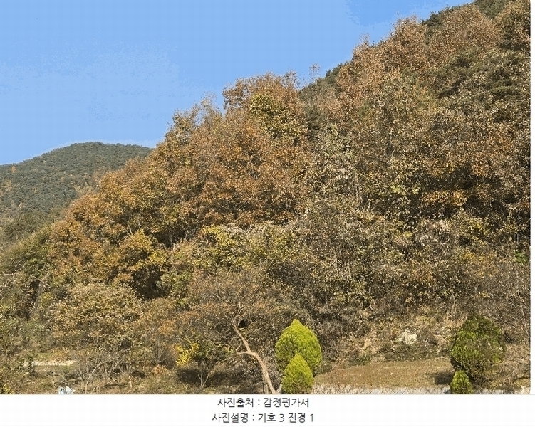 2025타경31983 경상북도 고령군 개진면 직리 산49 임야 경매 이미지