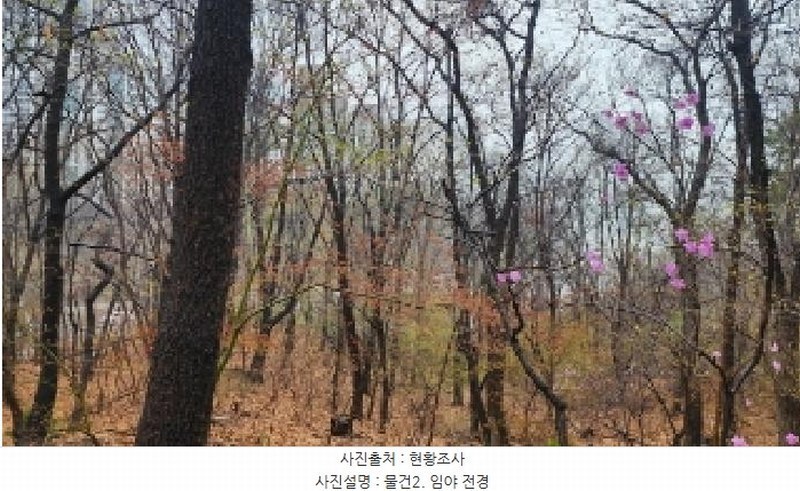 2025타경100874 경기도 과천시 막계동 1011-3 임야 경매 이미지