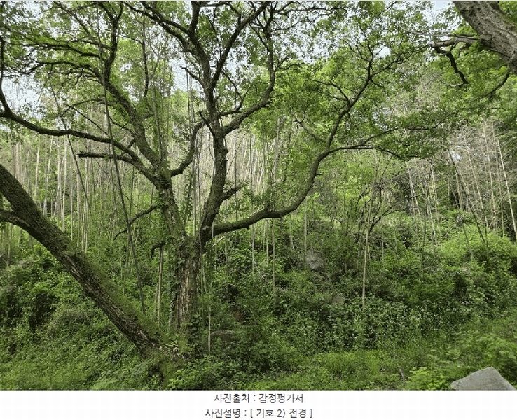 2025타경8309 경상북도 칠곡군 기산면 각산리 419 임야 경매 이미지