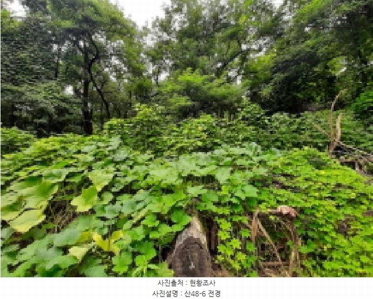 2025타경617 서울특별시 강서구 등촌동 산48-6 임야 경매 이미지