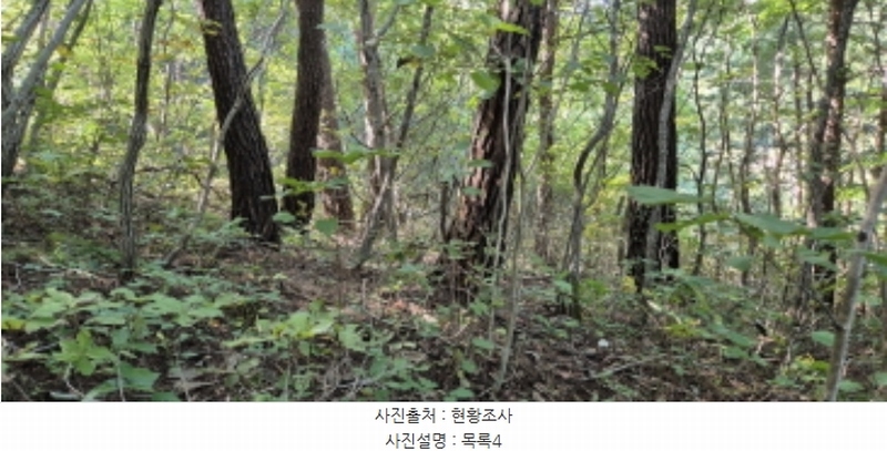 2024타경11806 강원특별자치도 양양군 손양면 하양혈리 산38-5 임야 경매 이미지