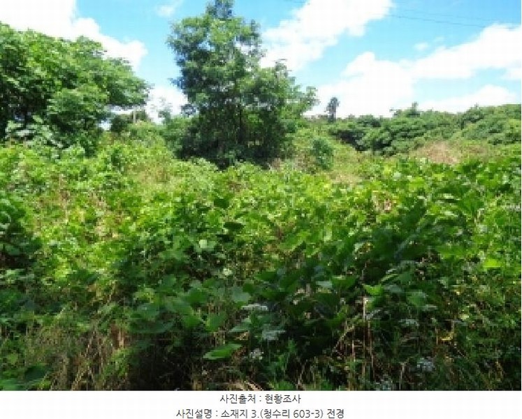 2025타경8289 제주특별자치도 제주시 한경면 청수리 603-3 임야 경매 이미지