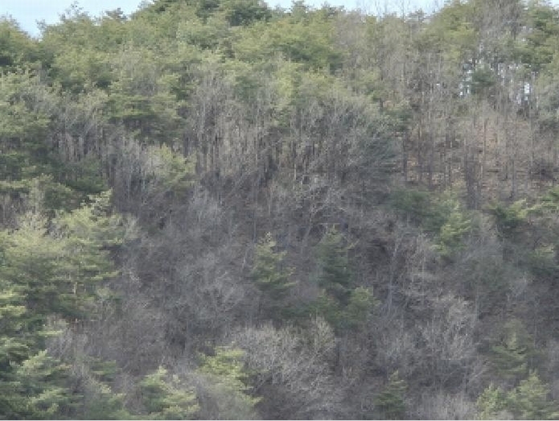 2025타경10194 경상북도 울진군 기성면 망양리 산3-1 임야 경매 이미지