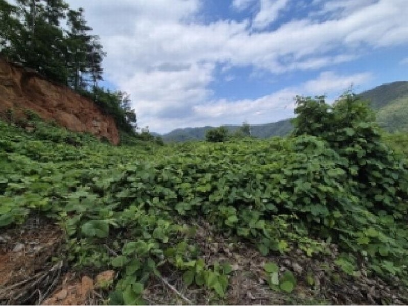 2025타경10556 경상북도 경주시 양남면 환서리 299-7 임야 경매 이미지