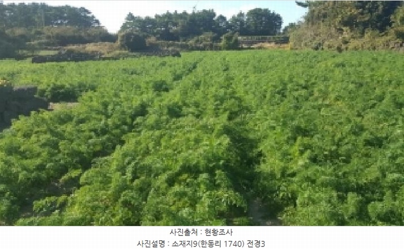 2025타경1789 제주특별자치도 제주시 구좌읍 한동리 1739 임야 경매 이미지