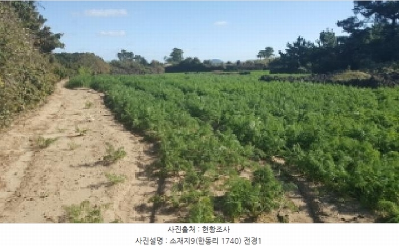 2025타경1789 제주특별자치도 제주시 구좌읍 한동리 1739 임야 경매 이미지