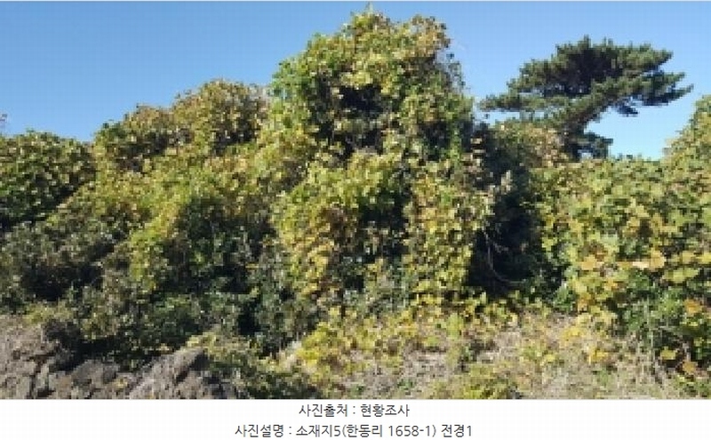 2025타경1789 제주특별자치도 제주시 구좌읍 한동리 1658-1 임야 경매 이미지