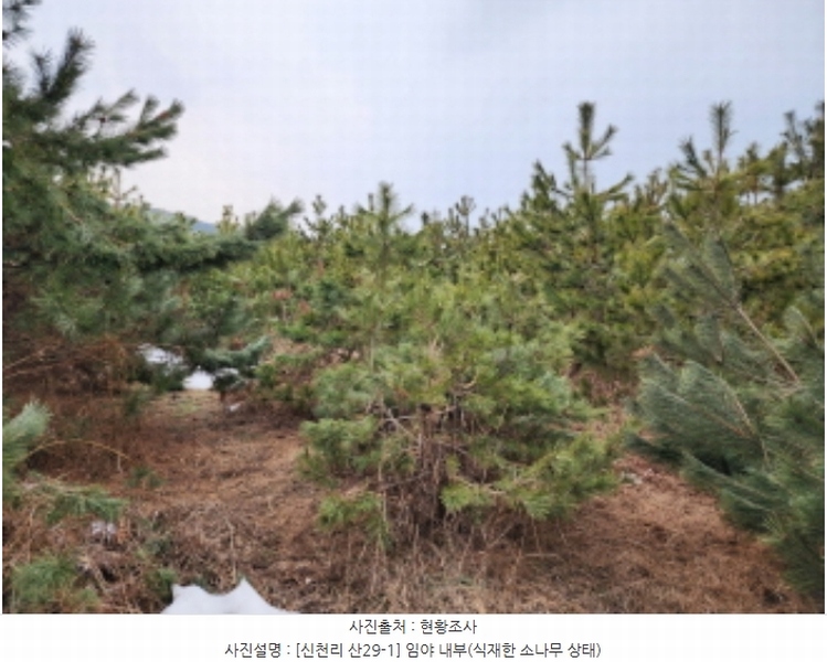 2024타경103983 경기도 화성시 송산면 신천리 산29-1 임야 경매 이미지