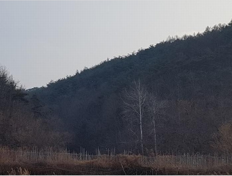 2025타경10060 경상북도 청송군 파천면 옹점리 산77 임야 경매 이미지