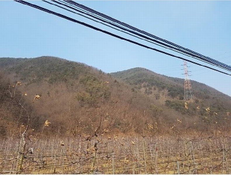 2025타경10060 경상북도 청송군 안덕면 지소리 산27 임야 경매 이미지