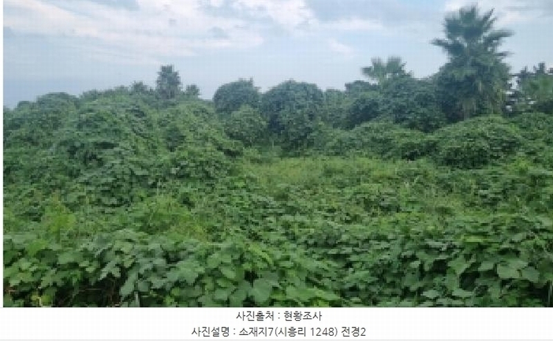 2025타경1597 제주특별자치도 서귀포시 성산읍 시흥리 1248 농지 경매 이미지