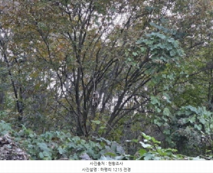 2025타경956 경상북도 청도군 매전면 하평리 1215 농지 경매 이미지