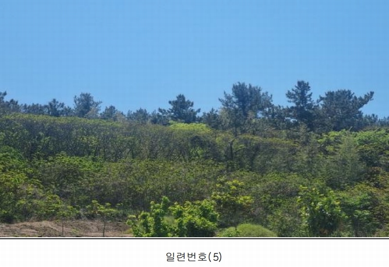 2025타경50443 전라남도 완도군 보길면 중통리 산230-2 임야 경매 이미지