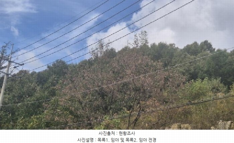 2025타경4667 경기도 포천시 영북면 산정리 산9-118 임야 경매 이미지