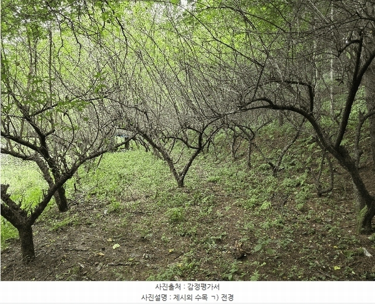 2025타경3824 충청북도 청주시 서원구 현도면 하석리 253-1 과수원 경매 이미지