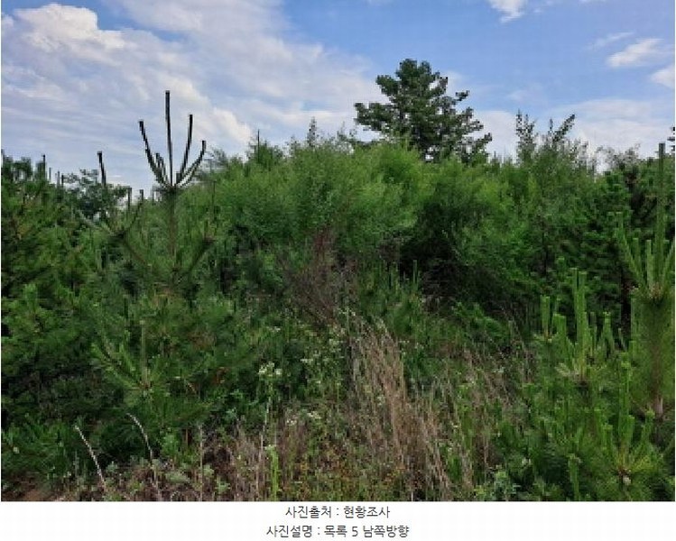 2025타경670 충청남도 당진시 송산면 가곡리 377-3 임야 경매 이미지