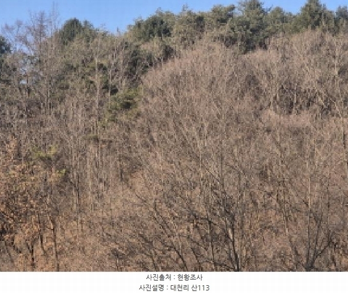 2025타경10056 경상북도 영양군 입암면 대천리 산113 임야 경매 이미지