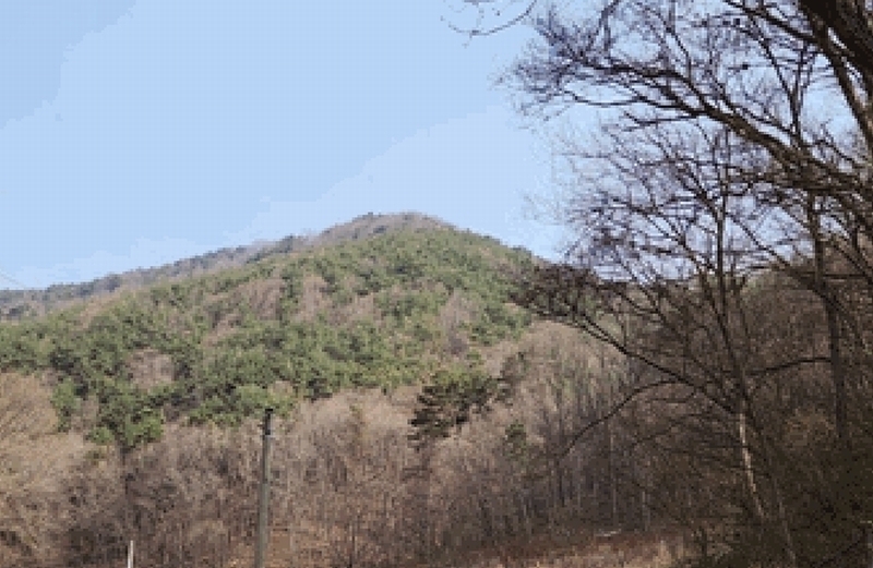 2025타경10419 경상북도 경주시 산내면 감산리 산223 임야 경매 이미지