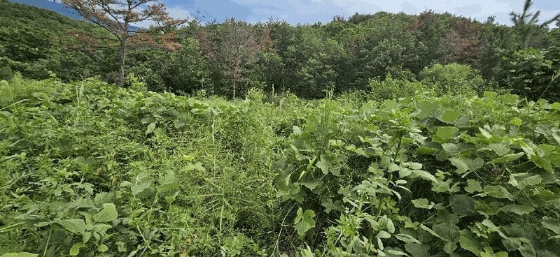2025타경1405 울산광역시 북구 천곡동 957-5 농지 경매 이미지