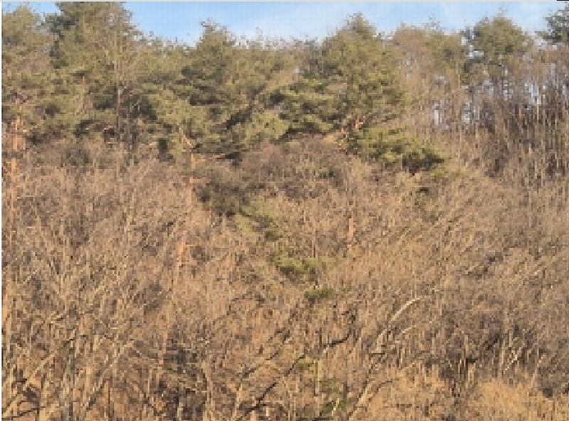 2025타경10171 경상북도 영양군 청기면 저리 산77 임야 경매 이미지
