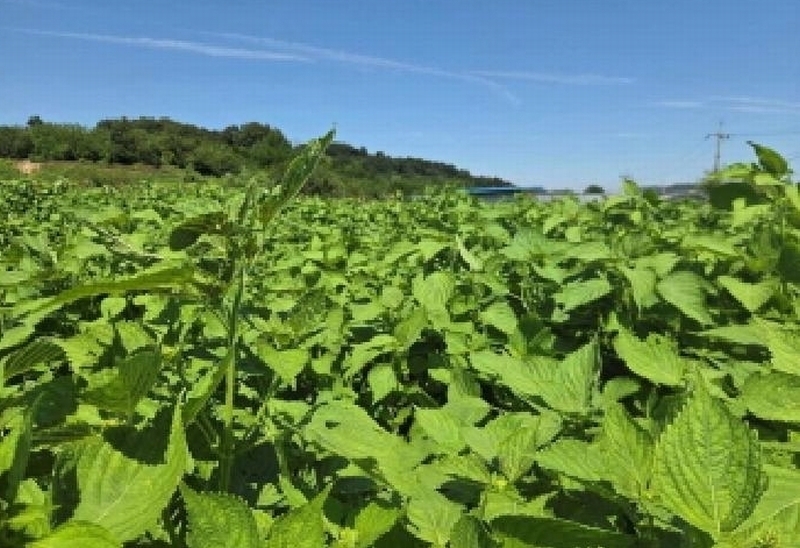 2025타경12329 충청남도 아산시 신창면 신달리 472 농지 경매 이미지