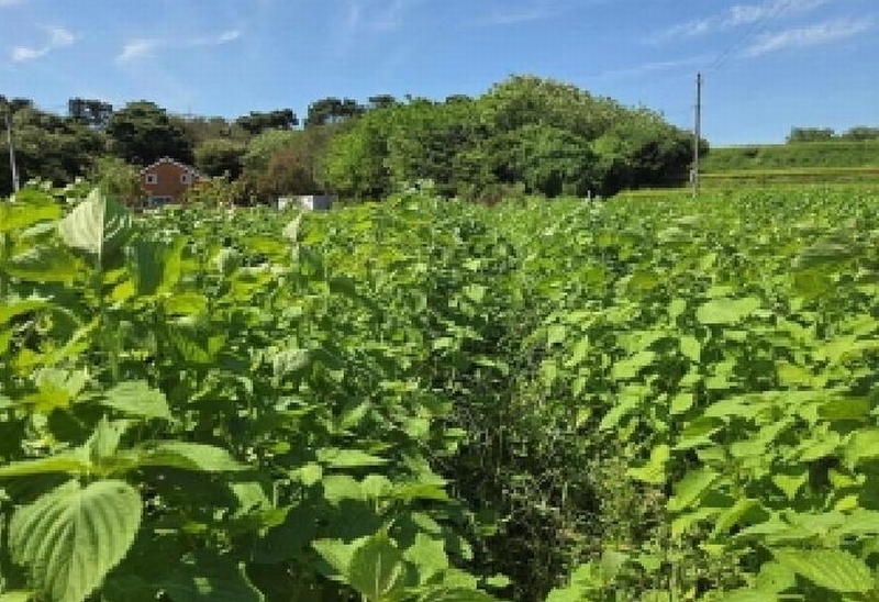 2025타경12329 충청남도 아산시 신창면 신달리 472 농지 경매 이미지