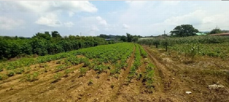 2025타경72249 경기도 연천군 미산면 삼화리 96 농지 경매 이미지