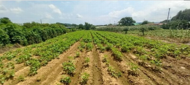2025타경72249 경기도 연천군 미산면 삼화리 96 농지 경매 이미지
