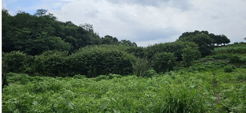 2024타경3933 경기도 양주시 광적면 효촌리 528 농지 경매 이미지