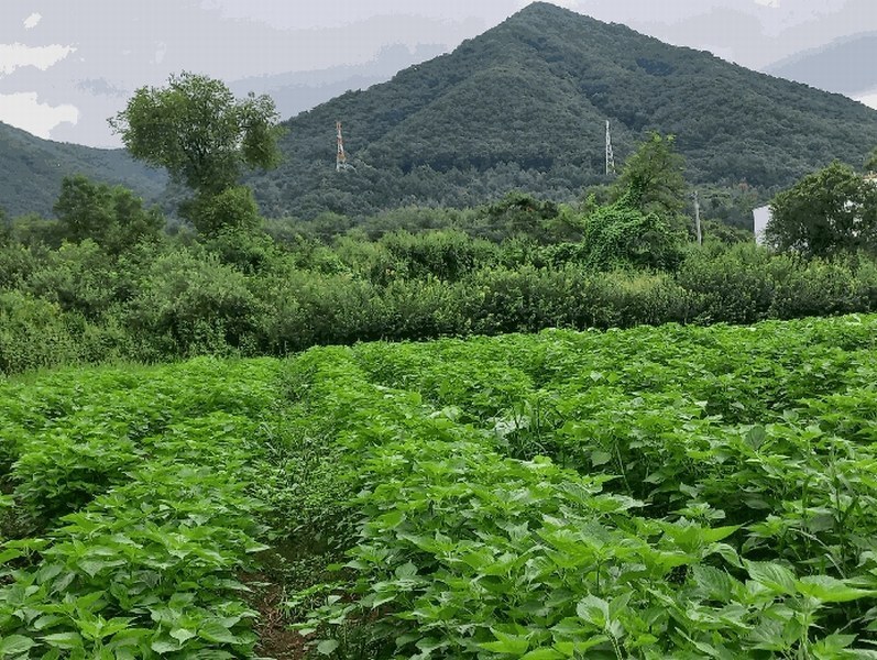 2025타경72619 경기도 포천시 영중면 양문리 325 농지 경매 이미지