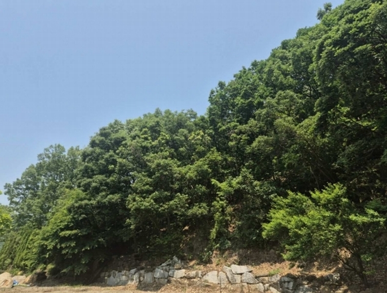 2025타경63173 경기도 파주시 적성면 장현리 산59 임야 경매 이미지