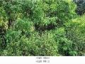 2025타경64035 경기도 파주시 문산읍 당동리 136-17 임야 경매 이미지