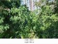 2025타경64035 경기도 파주시 문산읍 당동리 136-17 임야 경매 이미지