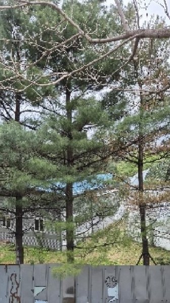 2025타경102253 서울특별시 서초구 내곡동 1-593 농가관련시설 경매 이미지