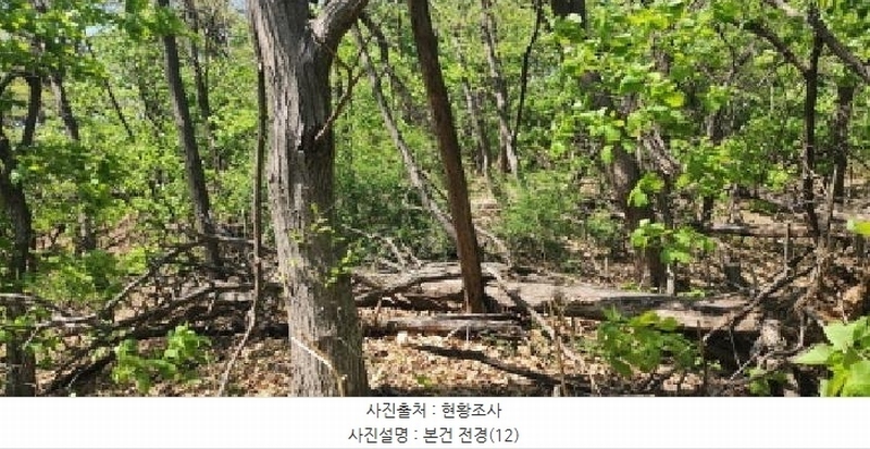 2025타경62971 경기도 파주시 금릉동 산14-13 임야 경매 이미지