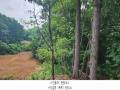 2025타경2930 경기도 파주시 문산읍 사목리 342-19 임야 경매 이미지