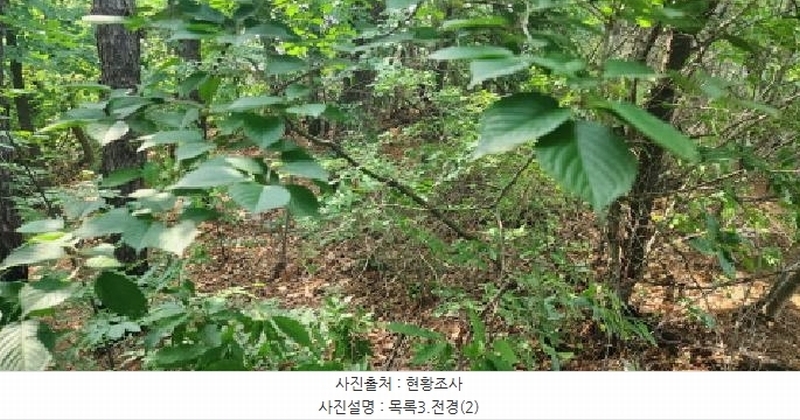 2025타경2930 경기도 파주시 문산읍 사목리 342-19 임야 경매 이미지