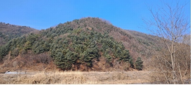 2024타경87323 경기도 파주시 법원읍 대능리 511-3 임야 경매 이미지