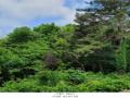 2024타경69950 경기도 고양시 덕양구 벽제동 산33-2 임야 경매 이미지