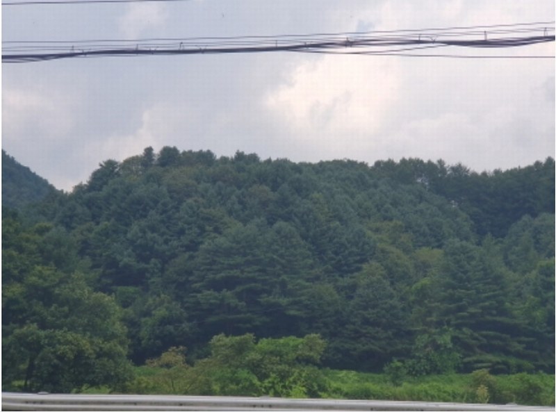 2024타경80675 경기도 가평군 북면 도대리 산113 임야 경매 이미지